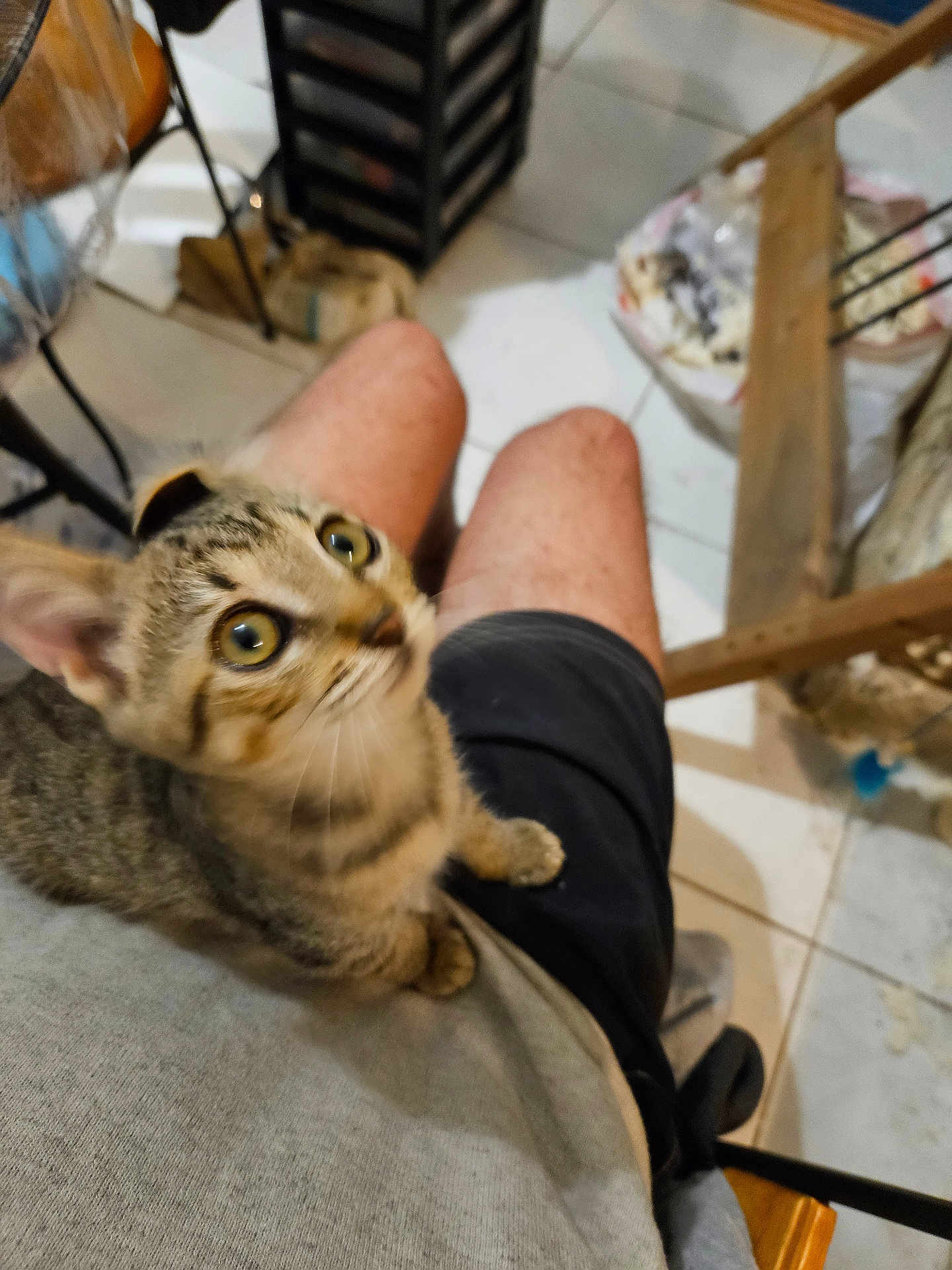Mimosa a rejoint le concours — aidez-le/la à gagner de superbes lots ! kitten, cat, tabby, pet, indoor, person, lap, curious, looking_up, floor, tile, furniture, shorts, gray_shirt, legs, whiskers, ears, young_cat, domestic_cat, closeup