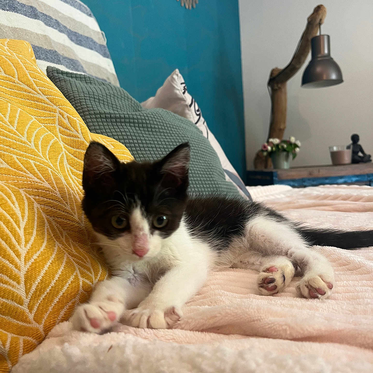 Caline a rejoint le concours — aidez-le/la à gagner de superbes lots ! bed, black_and_white, blanket, cat, cozy, cushion, cute, flowers, furniture, green_pillow, home_interior, indoor, kitten, lamp, pet, relaxing, resting, soft, wood, yellow_pillow