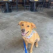 Mac joined the competition — help win amazing prizes! dog, bandana, leash, happy, sitting, indoor, concrete_floor, restaurant, table, chair, people, smiling, casual, pet, brown_dog, friendly, canine, waiting, background, floor