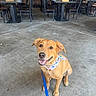 dog, bandana, leash, happy, sitting, indoor, concrete_floor, restaurant, table, chair, people, smiling, casual, pet, brown_dog, friendly, canine, waiting, background, floor