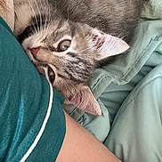 Isis participe au concours pour gagner de l'argent avec cette photo : kitten, tabby, cat, pet, animal, bed, bedding, blanket, comfort, cozy, resting, cuddle, human_arm, tattoo, sleepwear, indoor, cute, fur, whiskers, relaxation