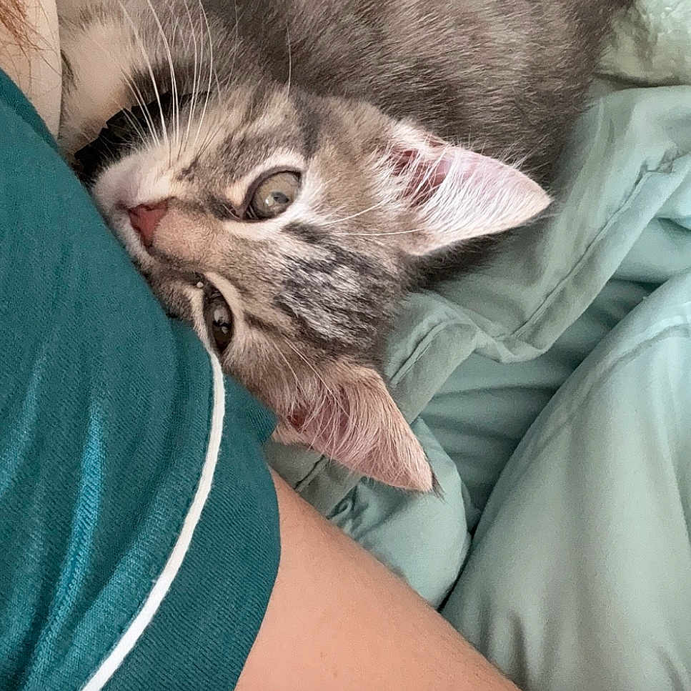 Isis participe au concours pour gagner de l'argent avec cette photo : kitten, tabby, cat, pet, animal, bed, bedding, blanket, comfort, cozy, resting, cuddle, human_arm, tattoo, sleepwear, indoor, cute, fur, whiskers, relaxation