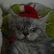 Alaska a rejoint le concours — aidez-le/la à gagner de superbes lots ! animal, blanket, calm, cat, closeup, cozy, cute, domestic_cat, feline, fluffy, gray_fur, hat, holiday, indoor, pet, plush_toy, resting, sleeping, soft, whiskers