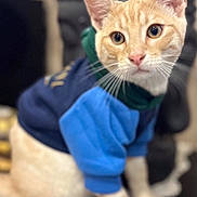 Simba a rejoint le concours — aidez-le/la à gagner de superbes lots ! abyssinian, accessories, angora, animal, cat, computerhardware, doctor, egyptiancat, electronics, formalwear, hardware, head, kitten, manx, monitor, person, pet, screen, siamese, tie