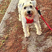 Guero joined the competition — help win amazing prizes! dog, small_dog, red_harness, leash, outdoor, path, dirt, concrete, pet, animal, happy, tongue_out, walking, daylight, nature, canine, fur, tail, looking_up, playful