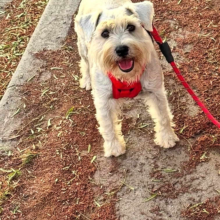Guero joined the competition — help win amazing prizes! dog, small_dog, red_harness, leash, outdoor, path, dirt, concrete, pet, animal, happy, tongue_out, walking, daylight, nature, canine, fur, tail, looking_up, playful