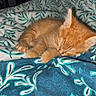 animal, bed, bedding, blanket, cat, cozy, curled_up, ears, fur, indoors, kitten, nap, orange_tabby, patterned_fabric, paws, pet, sleeping, sleepy, tail, whiskers
