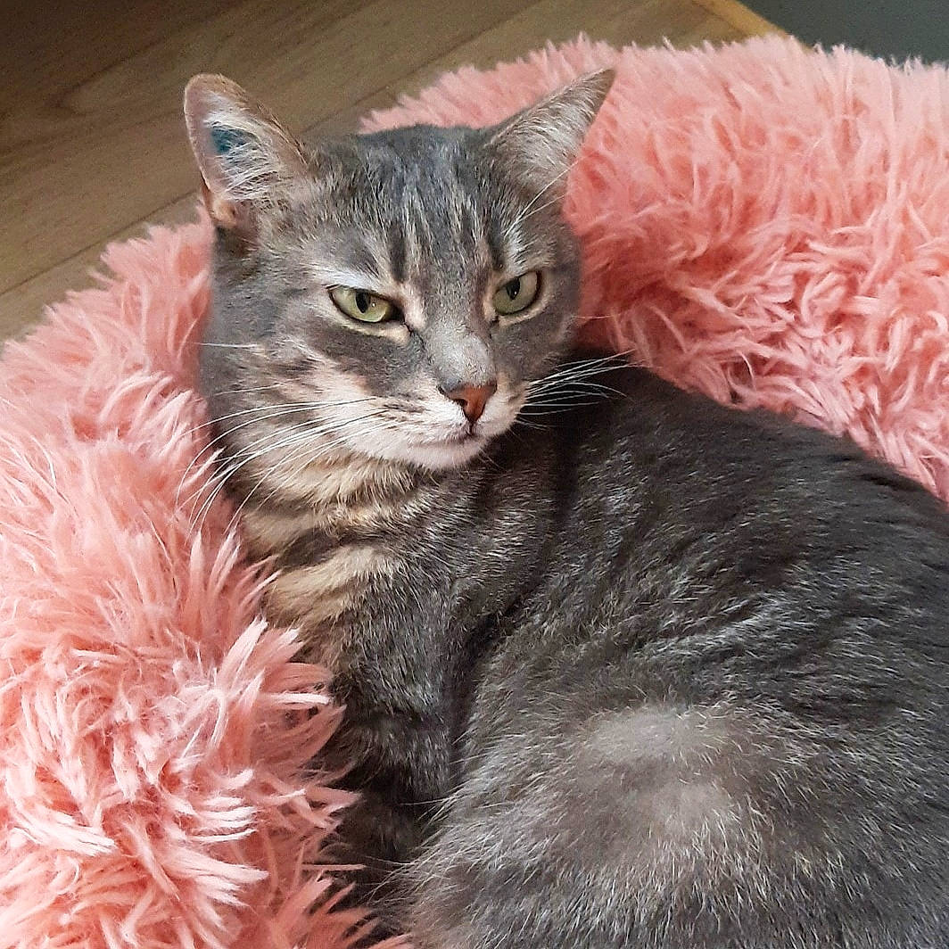 Opéra participe au concours pour gagner de l'argent avec cette photo : carnivore, cat, cat_bed, cat_supply, cat_toy, claw, domestic_short_haired_cat, eye, felidae, fur, iris, paw, plant, small_to_medium_sized_cats, snout, tail, terrestrial_animal, whiskers