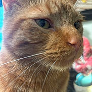 Murray Dawson joined the competition — help win amazing prizes! cat, ginger_cat, close_up, pet, feline, whiskers, fur, green_eyes, animal, domestic_animal, face, portrait, cute, indoor, focused, looking_away, soft_light, muzzle, ears, nose
