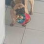 dog, french_bulldog, toy, ball, indoor, tile_floor, pet, animal, playful, mouth, standing, light_brown, ears, cute, domestic, small_dog, floor, wall, corner, colorful