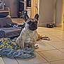 french_bulldog, dog, blanket, tile_floor, dog_toy, dog_bowl, indoor, living_room, pet, canine, flooring, furniture, rope_toy, household, domestic_animal, companion, cute, animal, portrait, resting