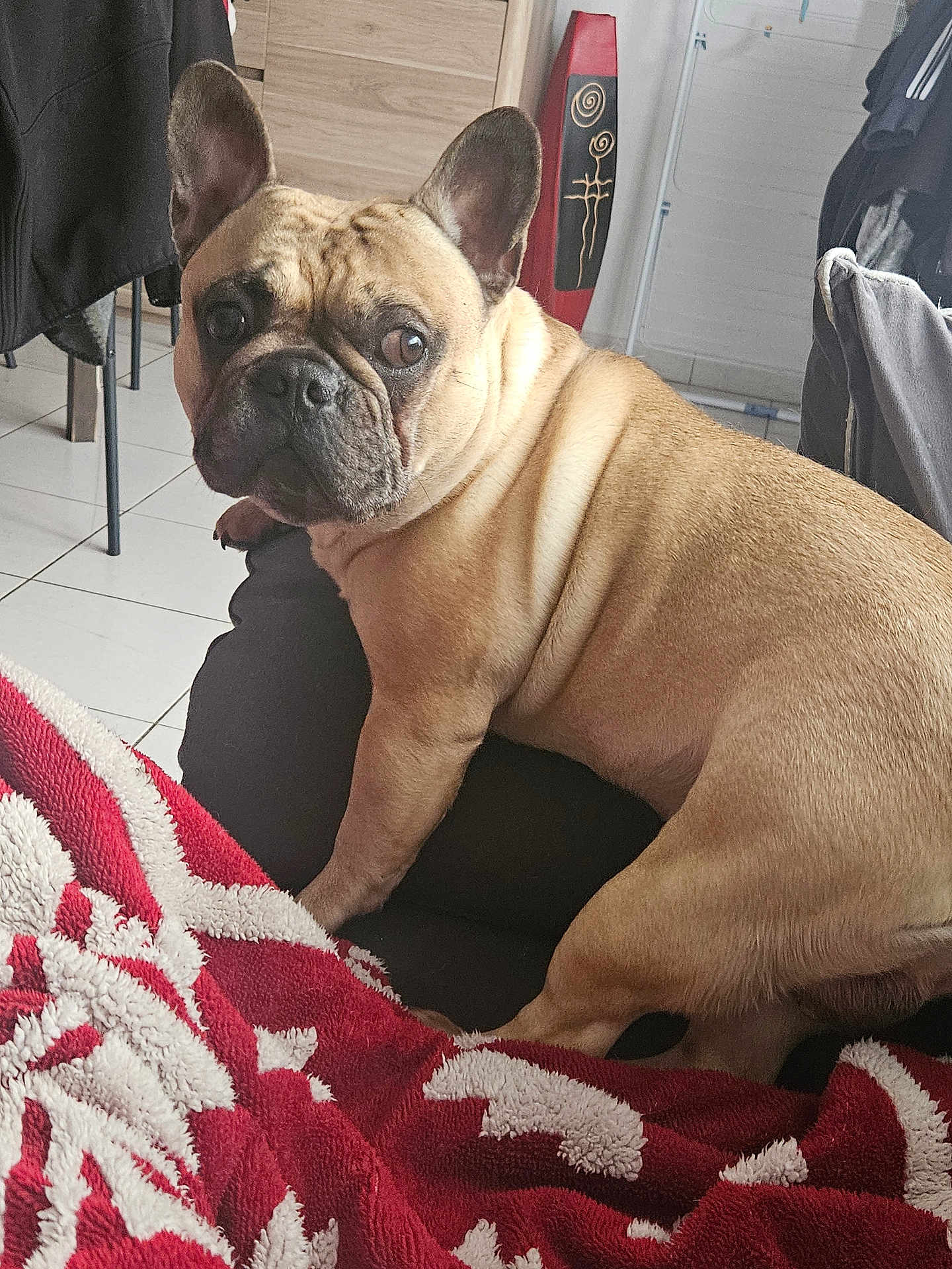 Raven a rejoint le concours — aidez-le/la à gagner de superbes lots ! french_bulldog, dog, pet, indoor, couch, blanket, red, white, fur, animal, looking_back, ears, face, floor, tile, furniture, home, cozy, expression, curious