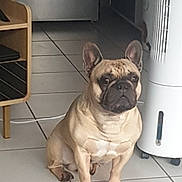 Raven participe au concours pour gagner de l'argent avec cette photo : french_bulldog, dog, pet, indoor, floor, tile, fan, wooden_shelf, animal, companion, cute, small_dog, ears, sitting, brown_dog, domestic, house, quiet, watchful, resting