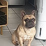 french_bulldog, dog, pet, indoor, floor, tile, fan, wooden_shelf, animal, companion, cute, small_dog, ears, sitting, brown_dog, domestic, house, quiet, watchful, resting