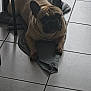dog, french_bulldog, pet, animal, indoor, floor, tile, towel, resting, laying_down, paw, ears, face, shadow, chair_leg, brown, black, cute, companion, house