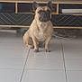 Raven a rejoint le concours — aidez-le/la à gagner de superbes lots ! dog, french_bulldog, pet, indoor, floor, tile, television, weather_map, furniture, cabinet, electronics, animal, sitting, ears, cute, brown, companion, household, living_room, calm