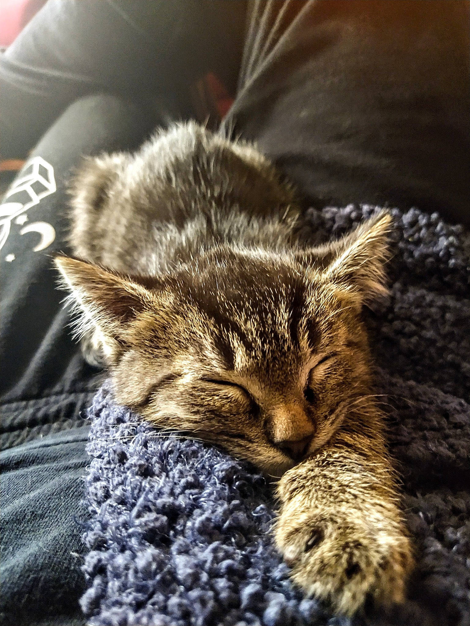 Cid joined the competition — help win amazing prizes! carnivore, cat, claw, cloud, comfort, domestic_short_haired_cat, fawn, felidae, fur, nap, paw, sitting, sleep, small_to_medium_sized_cats, snout, tail, terrestrial_animal, whiskers, wildlife, wood