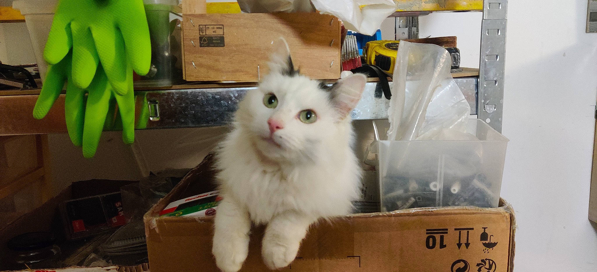 Dinah a rejoint le concours — aidez-le/la à gagner de superbes lots ! box, cardboard, carnivore, carton, cat, domestic_short_haired_cat, fawn, felidae, fur, packaging_and_labeling, paw, service, shipping_box, small_to_medium_sized_cats, snout, whiskers