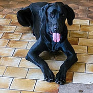 Rupt a rejoint le concours — aidez-le/la à gagner de superbes lots ! animal, canine, dog, flagstone, greatdane, hound, labradorretriever, path, pet, pointer, puppy, slate, tile, walkway
