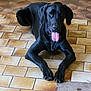 animal, canine, dog, flagstone, greatdane, hound, labradorretriever, path, pet, pointer, puppy, slate, tile, walkway