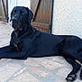 Rupt a rejoint le concours — aidez-le/la à gagner de superbes lots ! animal, canine, dog, flagstone, greatdane, labradorretriever, path, pet, pointer, puppy, slate, walkway