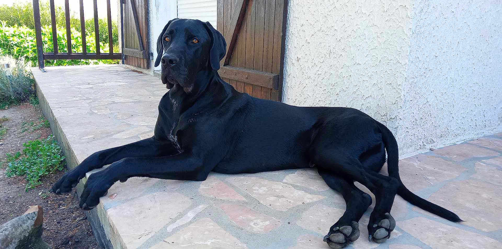 Rupt a rejoint le concours — aidez-le/la à gagner de superbes lots ! animal, canine, dog, flagstone, greatdane, labradorretriever, path, pet, pointer, puppy, slate, walkway