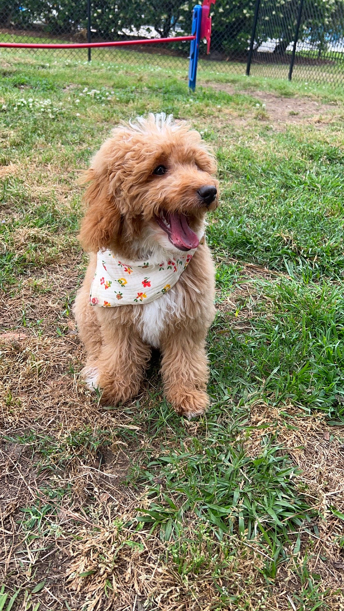 Millie joined the competition — help win amazing prizes! canidae, carnivore, companion_dog, dog, dog_breed, dog_collar, fur, grass, leash, liver, poodle_crossbreed, soil, spaniel, sporting_group, tail, terrestrial_animal, terrier, toy_dog, water_dog