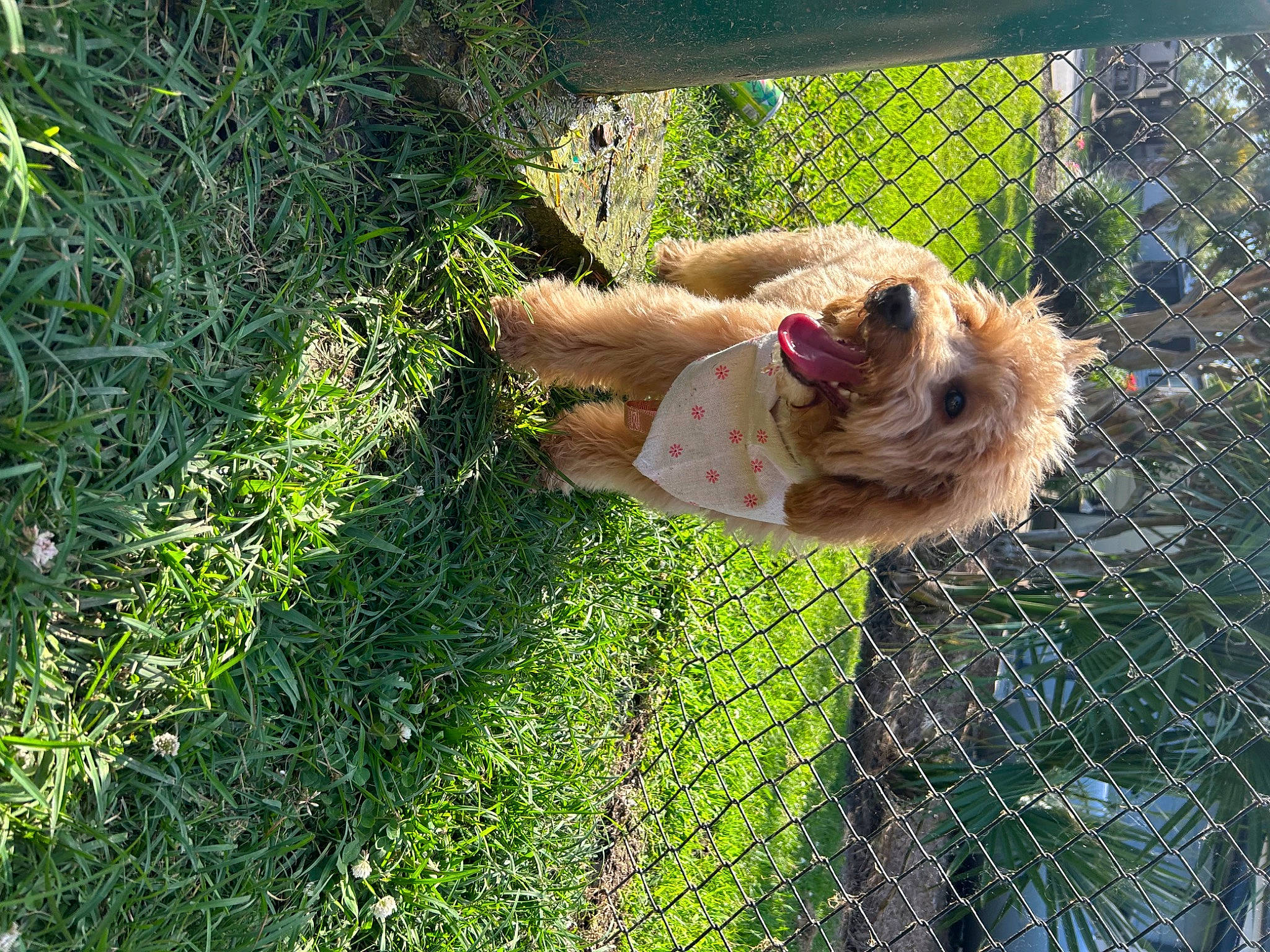 Millie is registered to the contest to win money with this photo: cage, canidae, carnivore, companion_dog, dog, dog_breed, dog_supply, fawn, fence, fur, grass, groundcover, mesh, pet_supply, plant, snout, sporting_group, terrestrial_animal, tree, wire_fencing