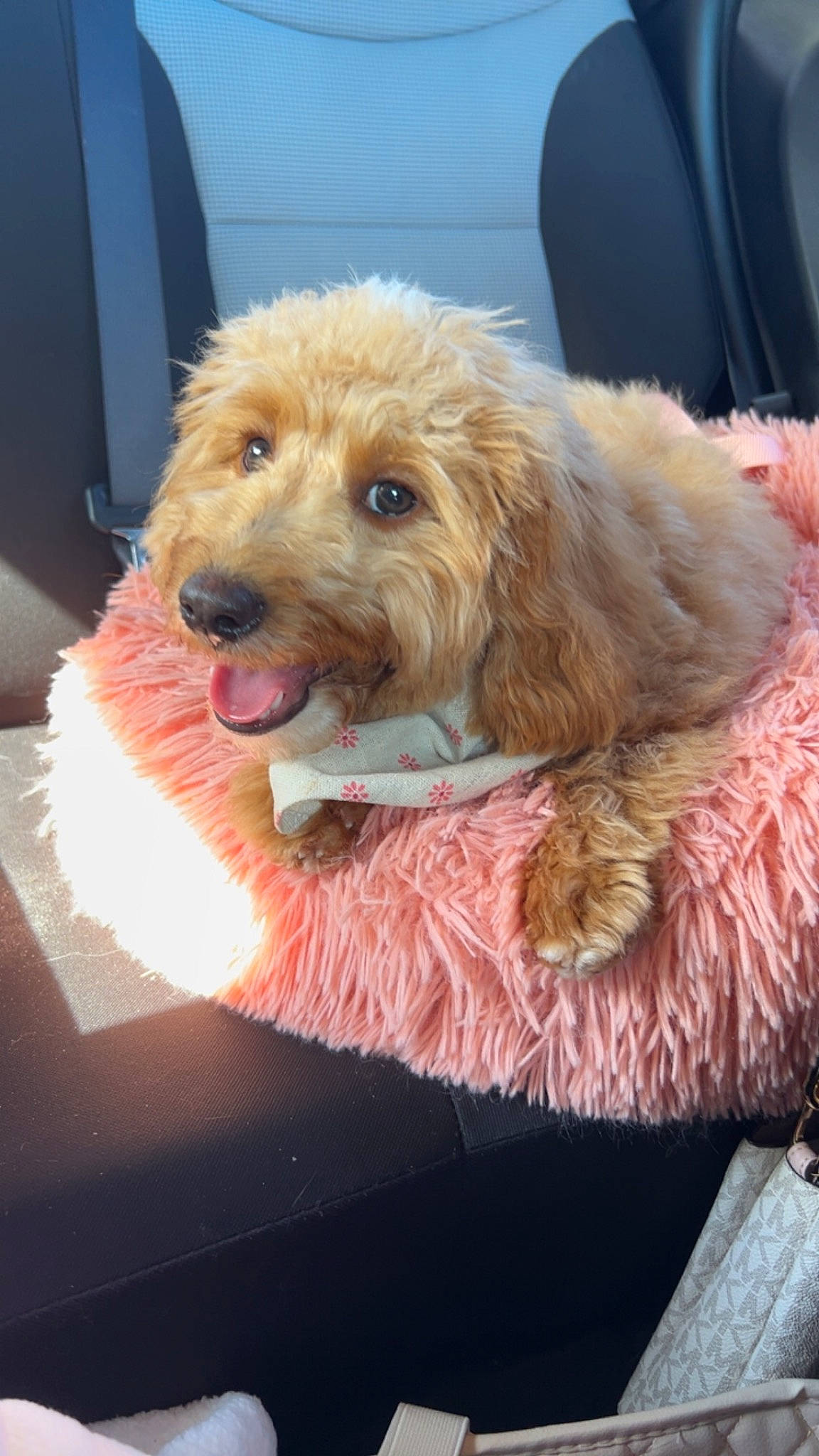 Millie joined the competition — help win amazing prizes! airedale_terrier, canidae, carnivore, collar, companion_dog, dog, dog_breed, dog_clothes, dog_collar, fashion_accessory, fawn, fur, labradoodle, leash, liver, small_terrier, snout, sporting_group, terrier, working_terrier