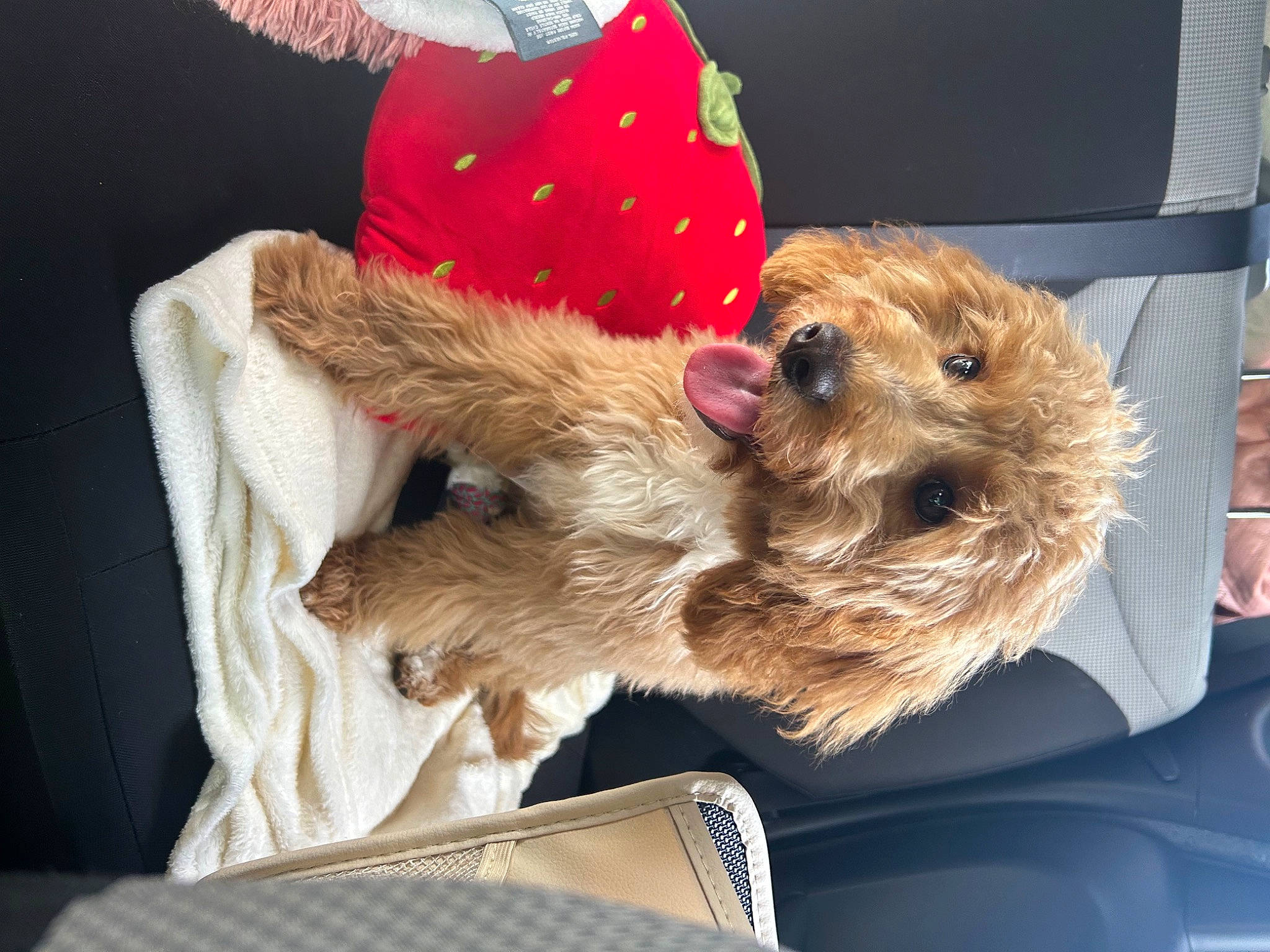 Millie is registered to the contest to win money with this photo: canidae, carnivore, companion_dog, dog, dog_breed, dog_supply, fawn, fur, hat, liver, small_terrier, snout, sporting_group, terrier, toy, toy_dog, working_animal, working_terrier, yorkipoo, yorkshire_terrier