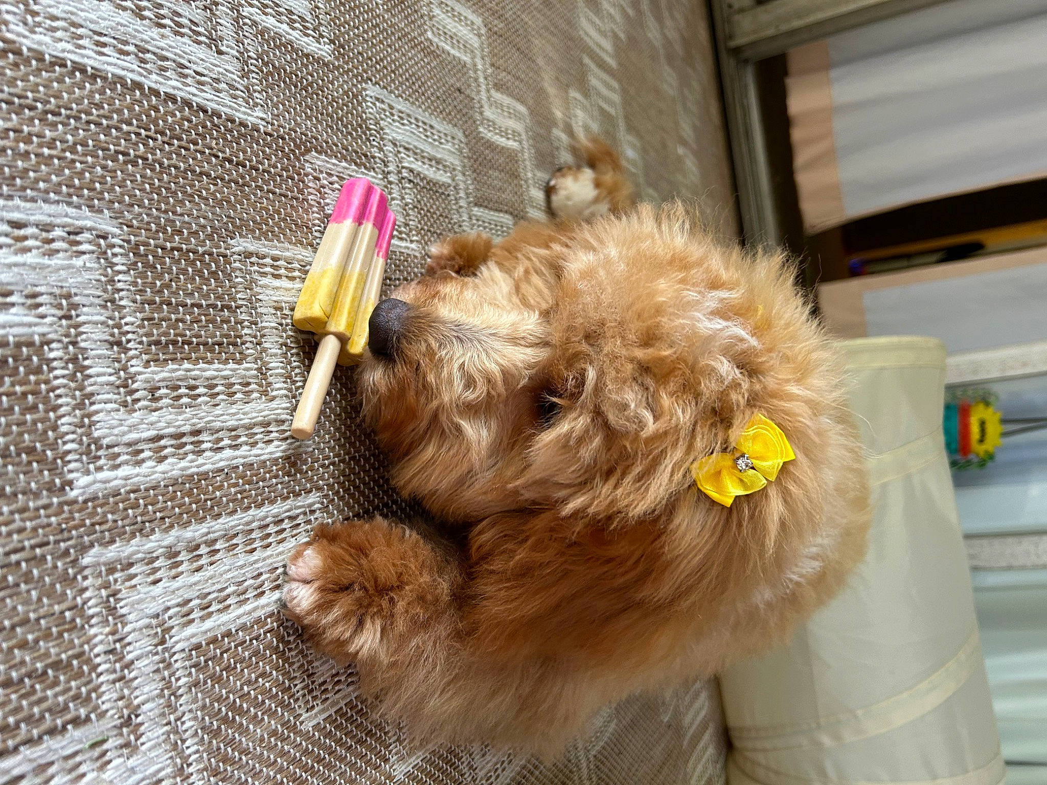 Millie joined the competition — help win amazing prizes! canidae, carnivore, collar, companion_dog, dog, dog_breed, dog_collar, dog_supply, fawn, fur, mesh, pet_supply, poodle, small_terrier, snout, sporting_group, terrier, toy, toy_dog, working_animal