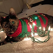 Cyn joined the competition — help win amazing prizes! animal, blanket, cat, celebration, christmas, christmas_sweater, cozy, curious, cute, decorations, feline, festive, holiday, indoor, lights, pet, relaxed, string_lights, tortoiseshell, winter