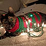 animal, blanket, cat, celebration, christmas, christmas_sweater, cozy, curious, cute, decorations, feline, festive, holiday, indoor, lights, pet, relaxed, string_lights, tortoiseshell, winter