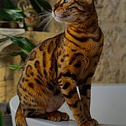 Hayla participe au concours pour gagner de l'argent avec cette photo : bengal_cat, cat, feline, pet, animal, striped_fur, spotted_fur, blue_eyes, whiskers, pointed_ears, sitting, portrait, indoors, houseplant, stone_wall, white_fixture, tail, short_hair, alert, domestic_animal