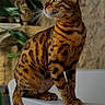 bengal_cat, cat, feline, pet, animal, striped_fur, spotted_fur, blue_eyes, whiskers, pointed_ears, sitting, portrait, indoors, houseplant, stone_wall, white_fixture, tail, short_hair, alert, domestic_animal