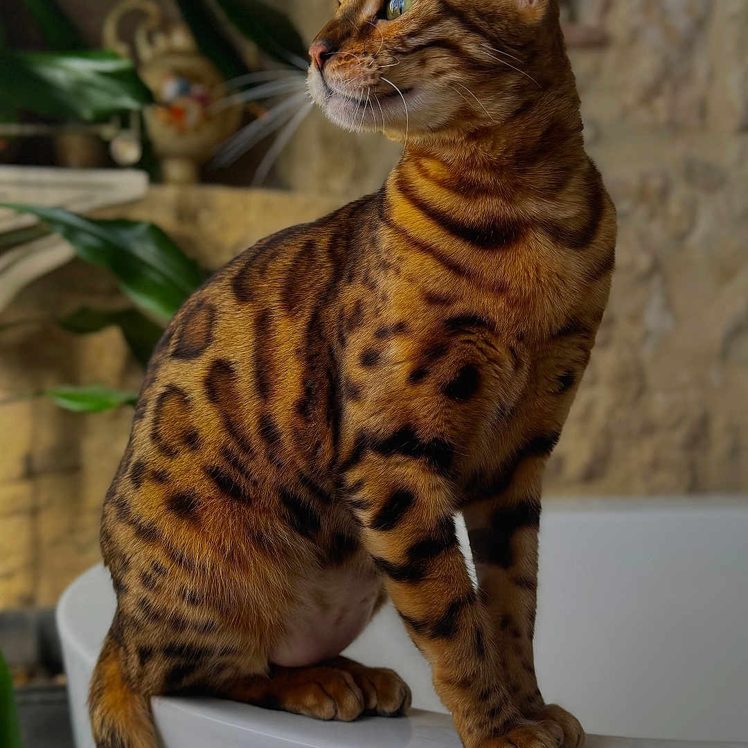 Hayla participe au concours pour gagner de l'argent avec cette photo : bengal_cat, cat, feline, pet, animal, striped_fur, spotted_fur, blue_eyes, whiskers, pointed_ears, sitting, portrait, indoors, houseplant, stone_wall, white_fixture, tail, short_hair, alert, domestic_animal