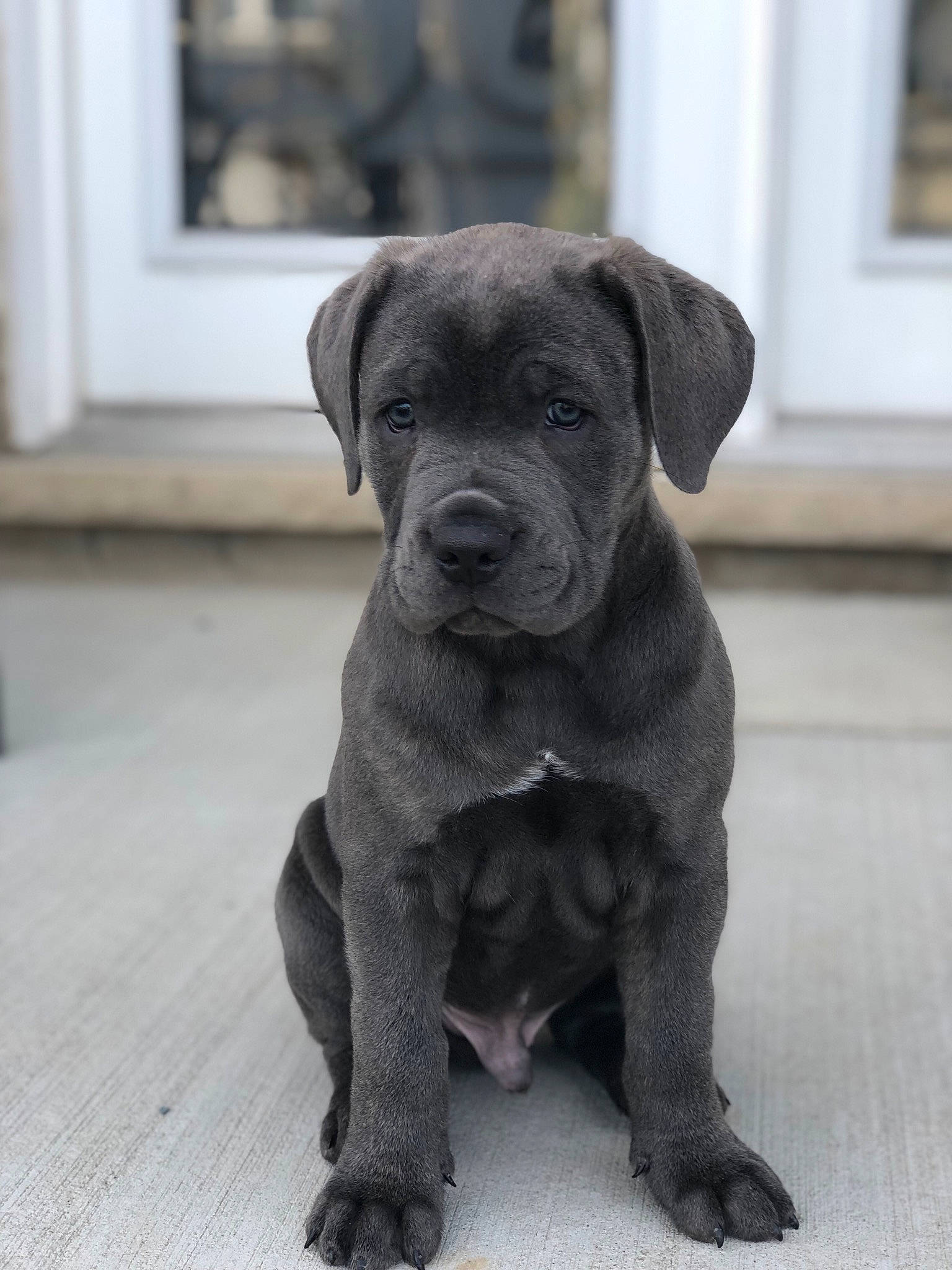 Gucciii joined the competition — help win amazing prizes! canidae, carnivore, companion_dog, dog, dog_breed, door, fawn, fur, grey, guard_dog, liver, non_sporting_group, puppy, snout, sporting_group, terrestrial_animal, whiskers, working_animal, working_dog, wrinkle