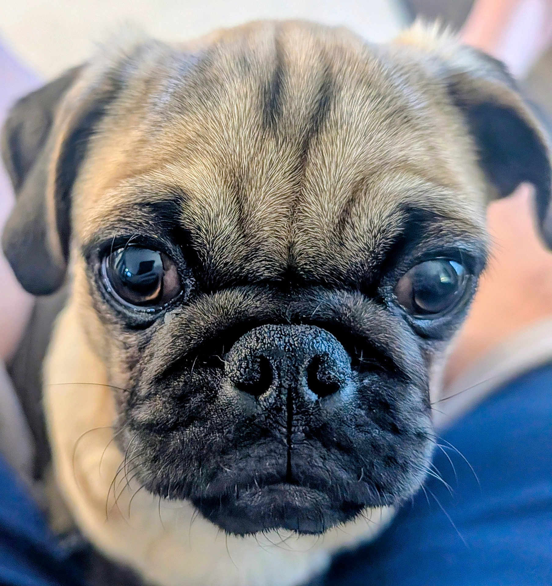 Coco joined the competition — help win amazing prizes! dog, pug, close_up, face, pet, animal, canine, wrinkles, nose, eyes, fur, whiskers, portrait, cute, domestic_animal, muzzle, expression, looking, indoor, companion