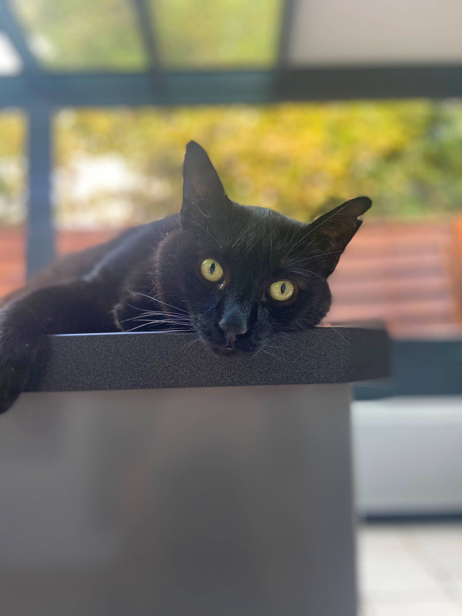 Réglisse participe au concours pour gagner de l'argent avec cette photo : black_cat, bombay, carnivore, cat, domestic_short_haired_cat, eye, felidae, fur, grey, sitting, small_to_medium_sized_cats, snout, tail, tree, whiskers, window