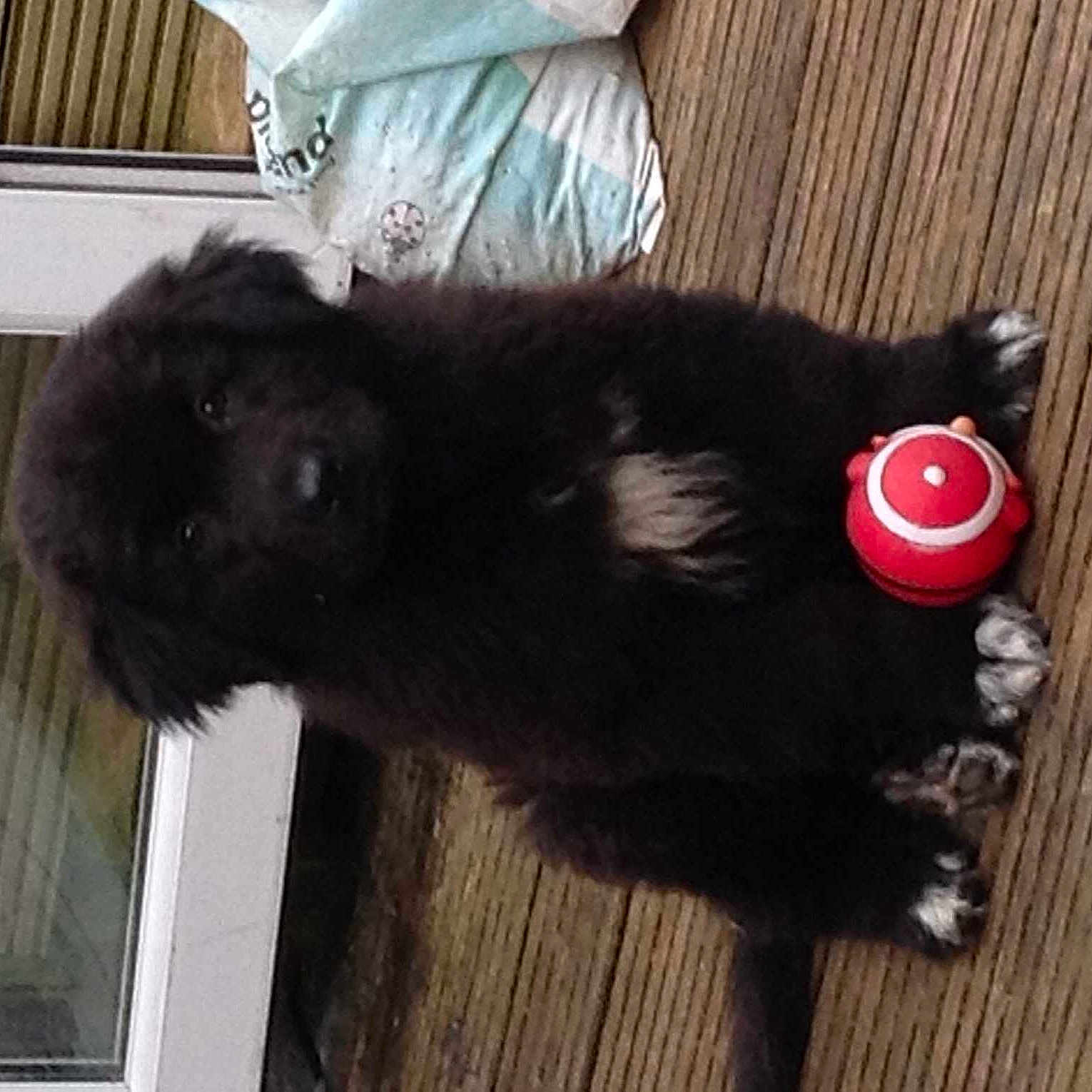 Baloo