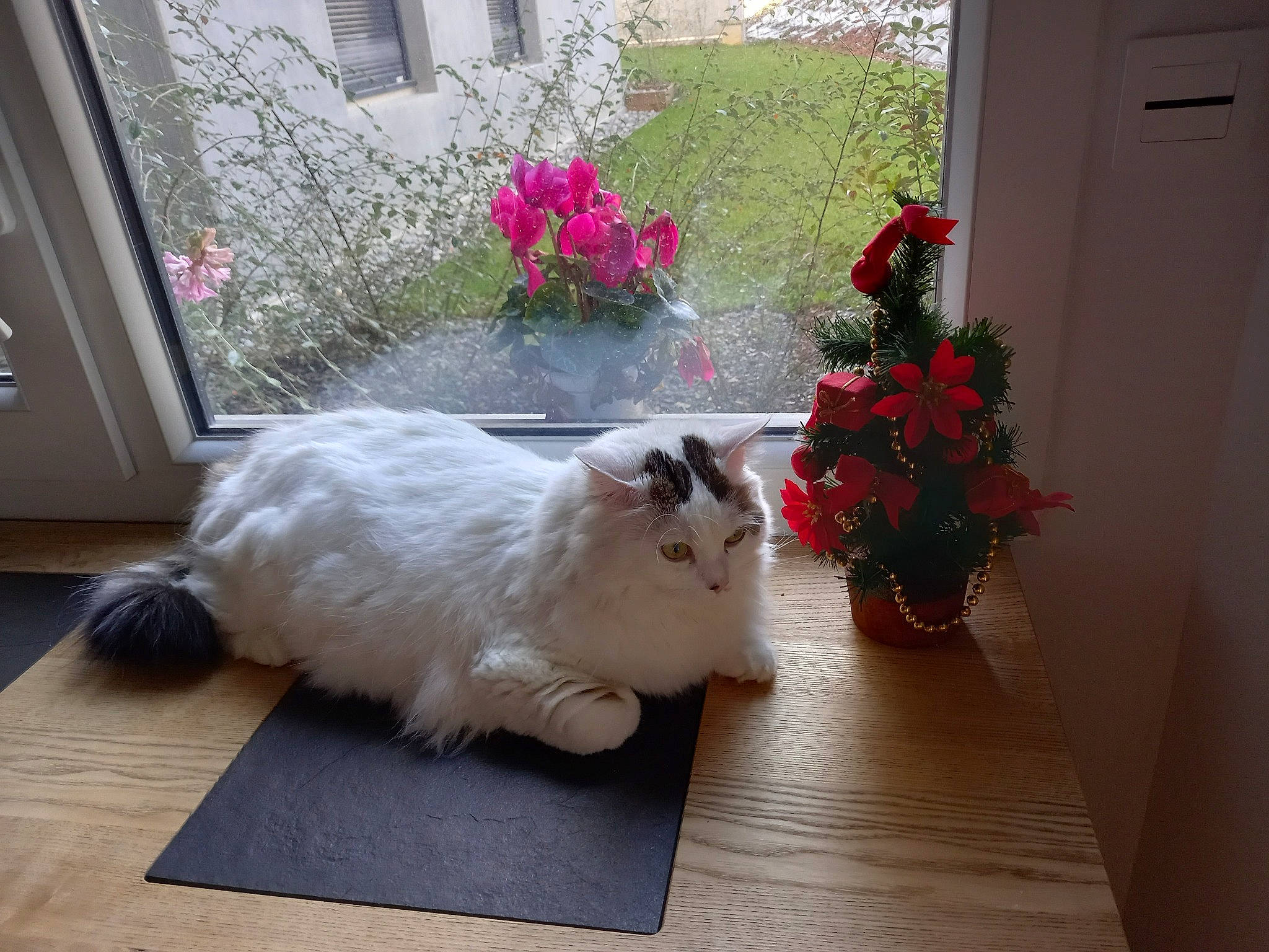 Bianca participe au concours pour gagner de l'argent avec cette photo : annual_plant, carnivore, cat, door, felidae, floor, flooring, flower, flower_arranging, flowerpot, hardwood, herbaceous_plant, houseplant, petal, plant, small_to_medium_sized_cats, tail, whiskers, window, wood