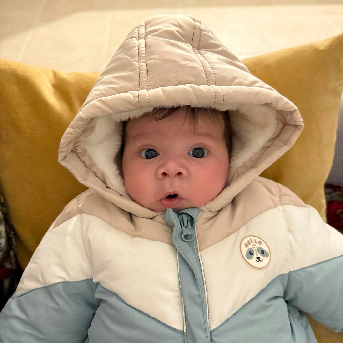 Joys a rejoint le concours — aidez-le/la à gagner de superbes lots ! baby, child, coat, cozy, curious, cute, face, hood, indoor, infant, jacket, mustard_color, pillow, portrait, puffy_jacket, seated, warm_clothing, wide_eyes, winter_wear, zipper