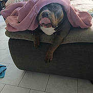 Cali participe au concours pour gagner de l'argent avec cette photo : dog, blanket, couch, indoor, pet, tongue_out, cozy, brown_dog, floor, tile_floor, home, living_room, playful, animal, fur, cute, resting, canine, comfort, cover