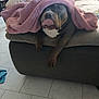 dog, blanket, couch, indoor, pet, tongue_out, cozy, brown_dog, floor, tile_floor, home, living_room, playful, animal, fur, cute, resting, canine, comfort, cover