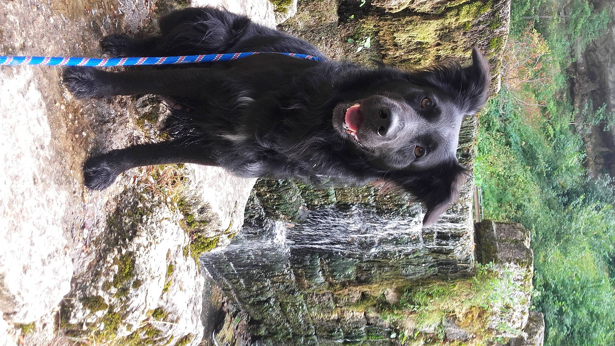 Maytouk participe au concours pour gagner de l'argent avec cette photo : canidae, carnivore, dog, dog_breed, fawn, fur, grass, natural_material, organism, plant, snout, sporting_group, tail, terrestrial_animal, tree, trunk, water, wildlife, wood, working_animal