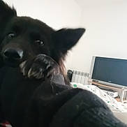 Moyou participe au concours pour gagner de l'argent avec cette photo : animal, black_dog, blanket, close_up, cozy, curious, cute, dog, domestic, ears, face, furniture, home, household, indoor, living_room, paws, pet, television, watching