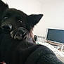 animal, black_dog, blanket, close_up, cozy, curious, cute, dog, domestic, ears, face, furniture, home, household, indoor, living_room, paws, pet, television, watching