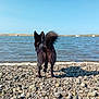 Moyou participe au concours pour gagner de l'argent avec cette photo : dog, black_dog, water, shore, rocks, outdoor, sky, boats, nature, pet, canine, tail, daytime, landscape, body_of_water, animal, calm, summer, walking, back_view