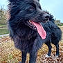 dog, black_dog, tongue_out, happy, outdoor, nature, grass, moss, water, canine, pet, fur, animal, closeup, portrait, daylight, ears, snout, standing, tongue