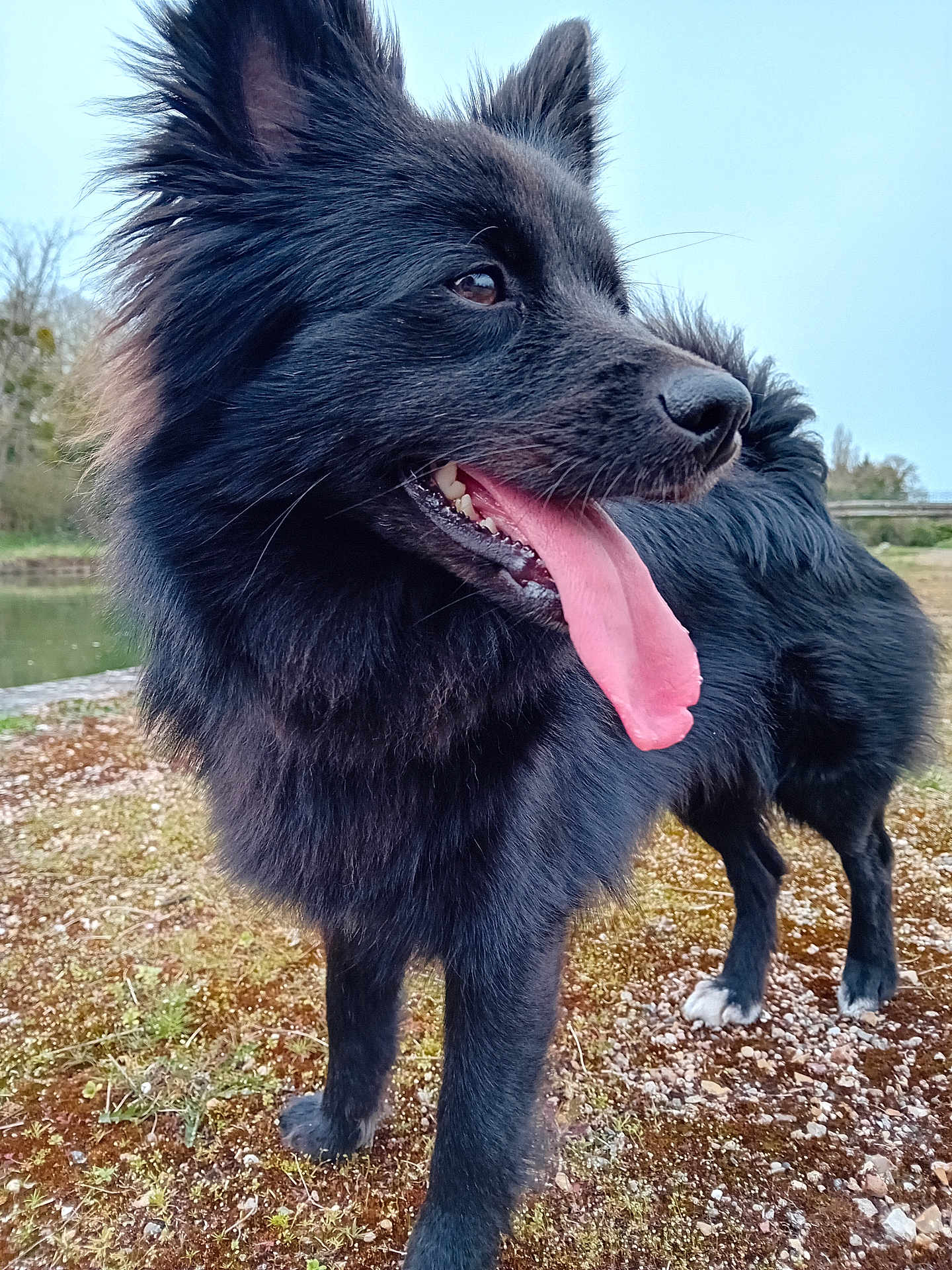 Moyou a rejoint le concours — aidez-le/la à gagner de superbes lots ! dog, black_dog, tongue_out, happy, outdoor, nature, grass, moss, water, canine, pet, fur, animal, closeup, portrait, daylight, ears, snout, standing, tongue